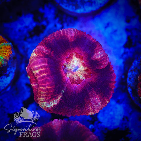 Blood Sucker Unique Micromussa Lord (Acan Lord)