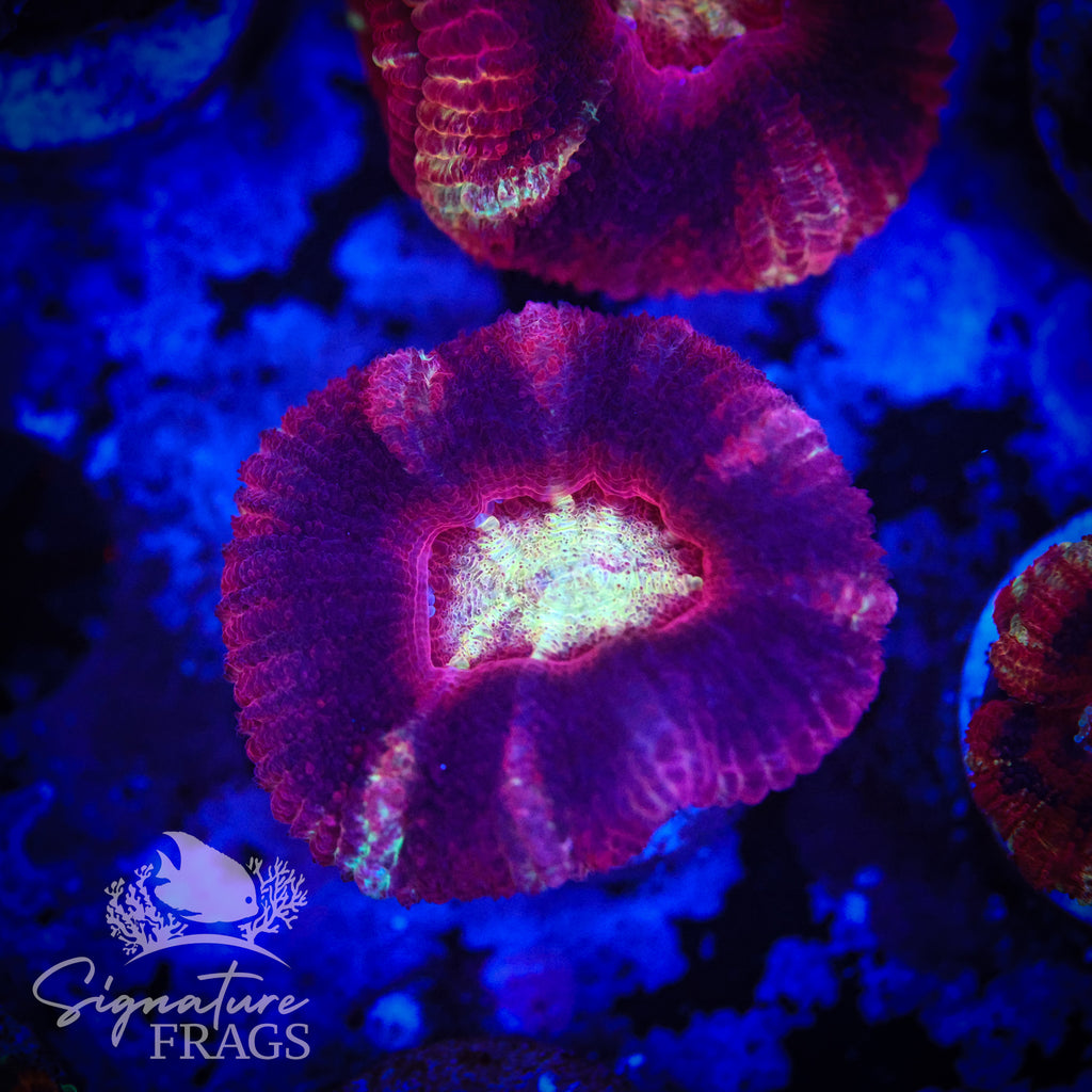 Blood Sucker Unique Micromussa Lord (Acan Lord)