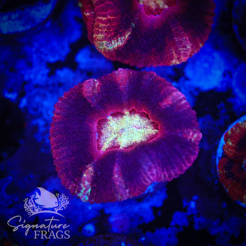 Blood Sucker Unique Micromussa Lord (Acan Lord)
