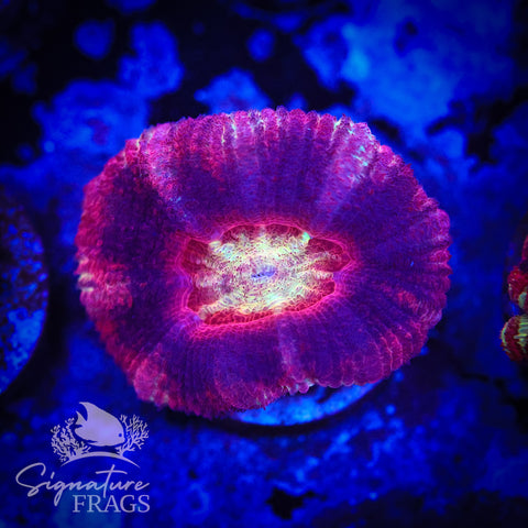 Blood Sucker Unique Micromussa Lord (Acan Lord)