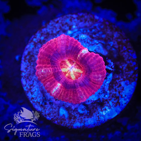 Blood Sucker Unique Micromussa Lord (Acan Lord)
