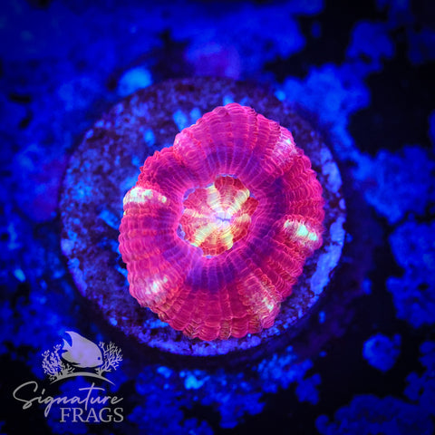 Blood Sucker Unique Micromussa Lord (Acan Lord)
