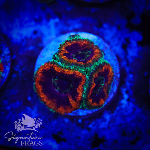 Mardi Gras Rainbow Micromussa Lord (Acan Lord)