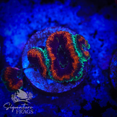 Mardi Gras Rainbow Micromussa Lord (Acan Lord)