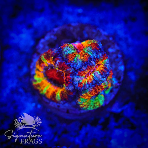 Ultimate Rainbow Micromussa Lord (Acan Lord)