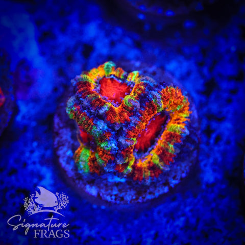 Ultimate Rainbow Micromussa Lord (Acan Lord)