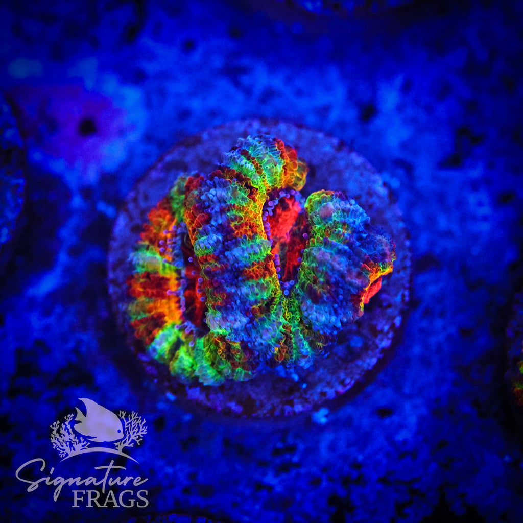 Ultimate Rainbow Micromussa Lord (Acan Lord)