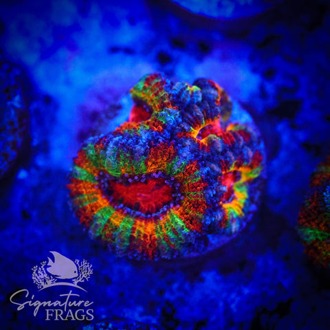 Ultimate Rainbow Micromussa Lord (Acan Lord)
