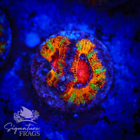 Ultimate Rainbow Micromussa Lord (Acan Lord)