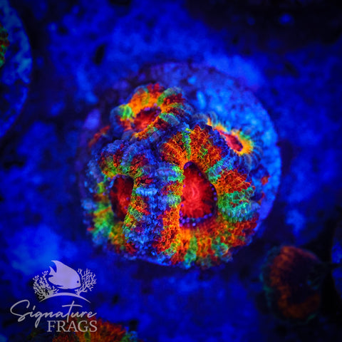 Ultimate Rainbow Micromussa Lord (Acan Lord)