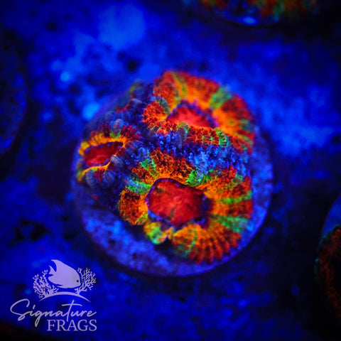 Ultimate Rainbow Micromussa Lord (Acan Lord)