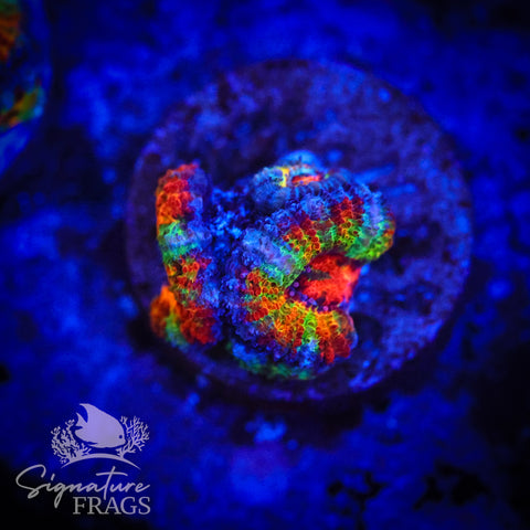 Ultimate Rainbow Micromussa Lord (Acan Lord)