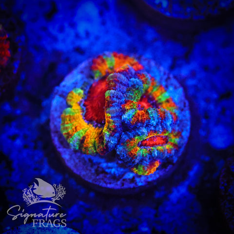 Ultimate Rainbow Micromussa Lord (Acan Lord)