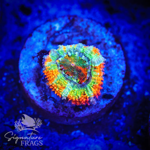 Lime Streak Rainbow Micromussa Lord (Acan Lord)