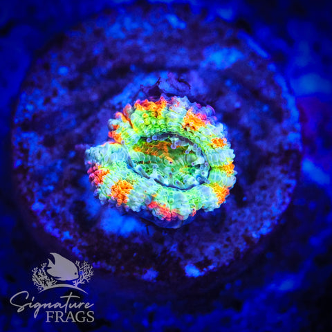 Lime Streak Rainbow Micromussa Lord (Acan Lord)