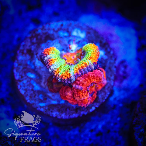 Lime Streak Rainbow Micromussa Lord (Acan Lord)