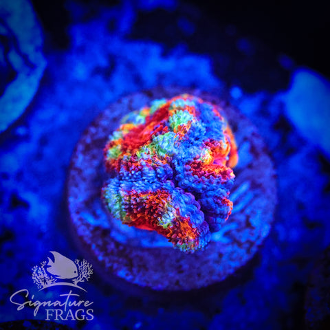 Primo Rainbow Micromussa Lord (Acan Lord)