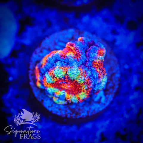 Primo Rainbow Micromussa Lord (Acan Lord)