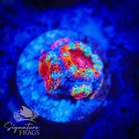 Primo Rainbow Micromussa Lord (Acan Lord)
