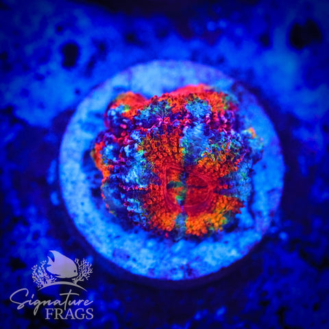 Primo Rainbow Micromussa Lord (Acan Lord)