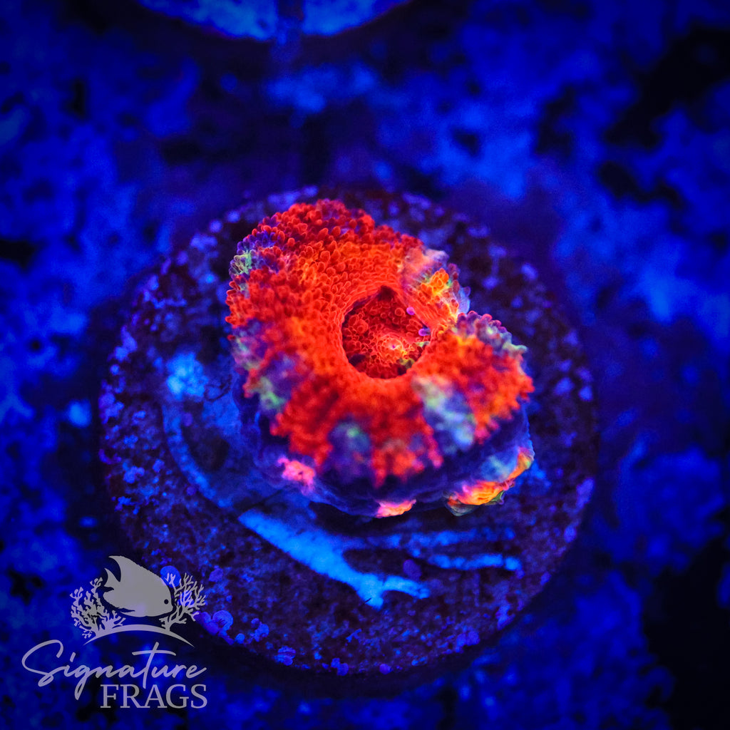 Primo Rainbow Micromussa Lord (Acan Lord)