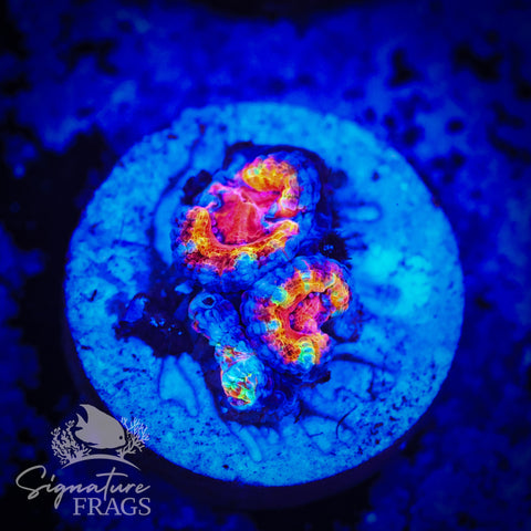 Primo Rainbow Micromussa Lord (Acan Lord)