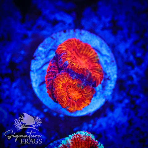 Tiger Eye Rainbow Micromussa Lord (Acan Lord)