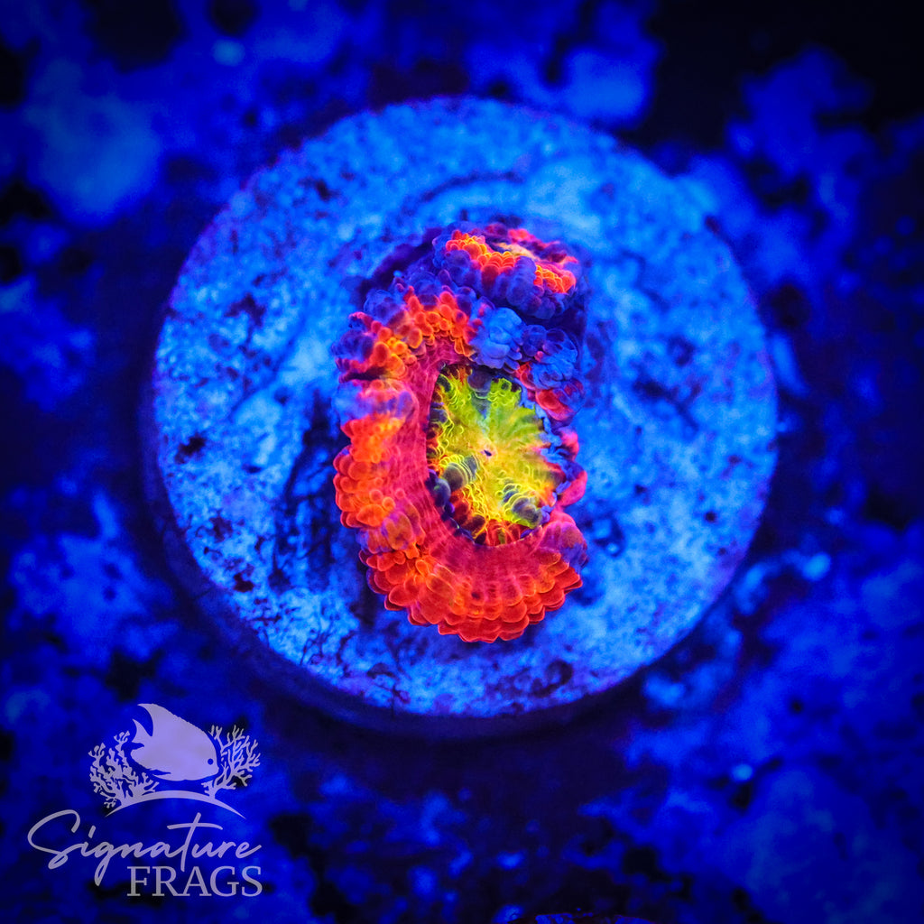Insane Rainbow Micromussa Lord (Acan Lord)