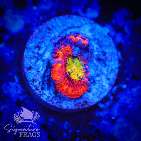 Insane Rainbow Micromussa Lord (Acan Lord)