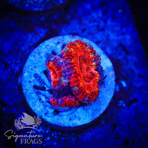 Tiger Eye Rainbow Micromussa Lord (Acan Lord)