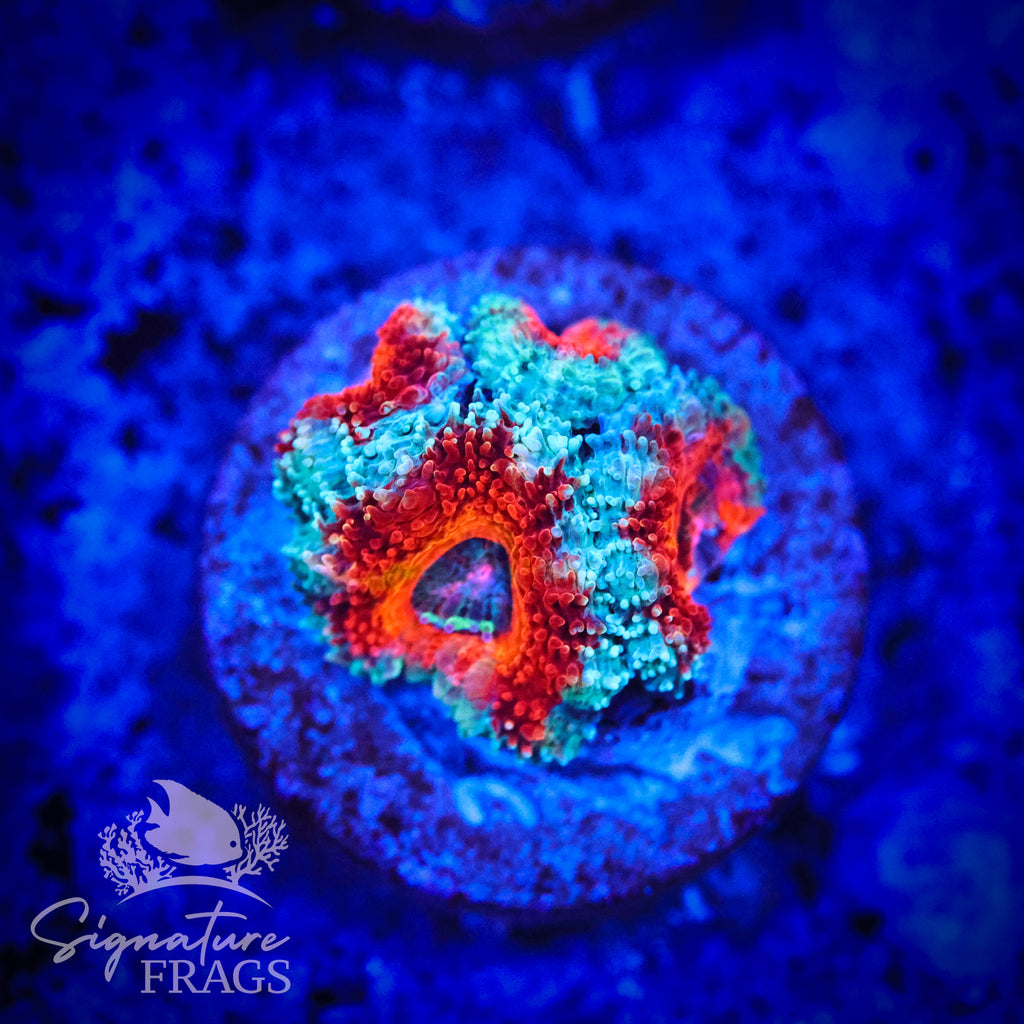 Blue Rim Rainbow Micromussa Lord (Acan Lord)