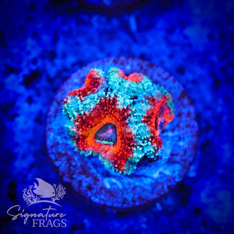 Blue Rim Rainbow Micromussa Lord (Acan Lord)