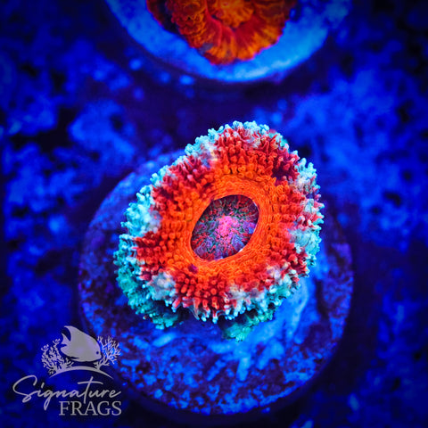 Blue Rim Rainbow Micromussa Lord (Acan Lord)