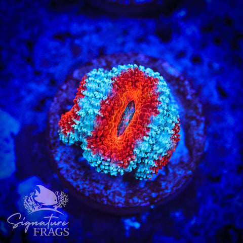 Blue Rim Rainbow Micromussa Lord (Acan Lord)