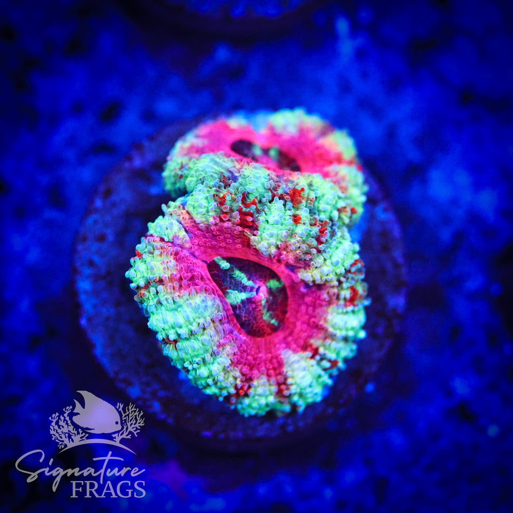 Peppermint Rainbow Micromussa Lord (Acan Lord)