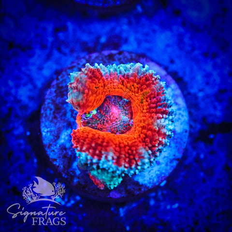 Blue Rim Rainbow Micromussa Lord (Acan Lord)