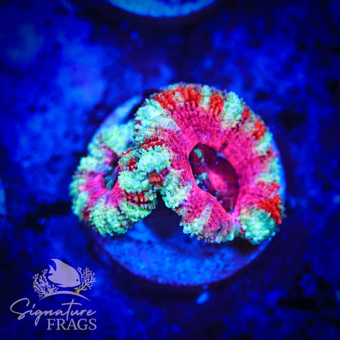 Peppermint Rainbow Micromussa Lord (Acan Lord)