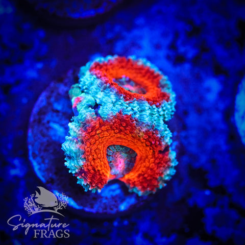 Blue Rim Rainbow Micromussa Lord (Acan Lord)