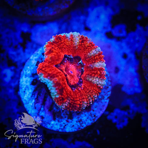 Blue Rim Rainbow Micromussa Lord (Acan Lord)