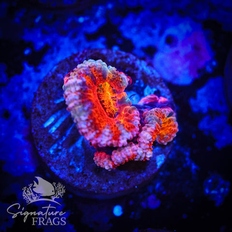 Peach Rim Rainbow Micromussa Lord (Acan Lord)