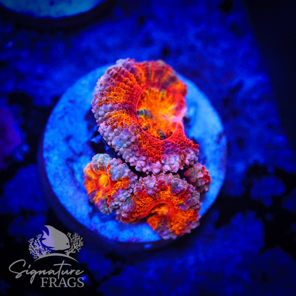 Peach Rim Rainbow Micromussa Lord (Acan Lord)