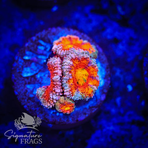 Peach Rim Rainbow Micromussa Lord (Acan Lord)