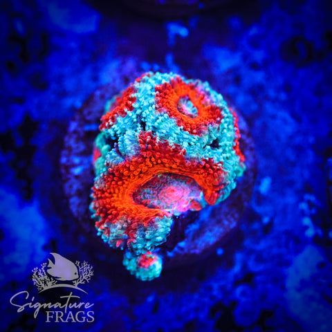Blue Rim Rainbow Micromussa Lord (Acan Lord)