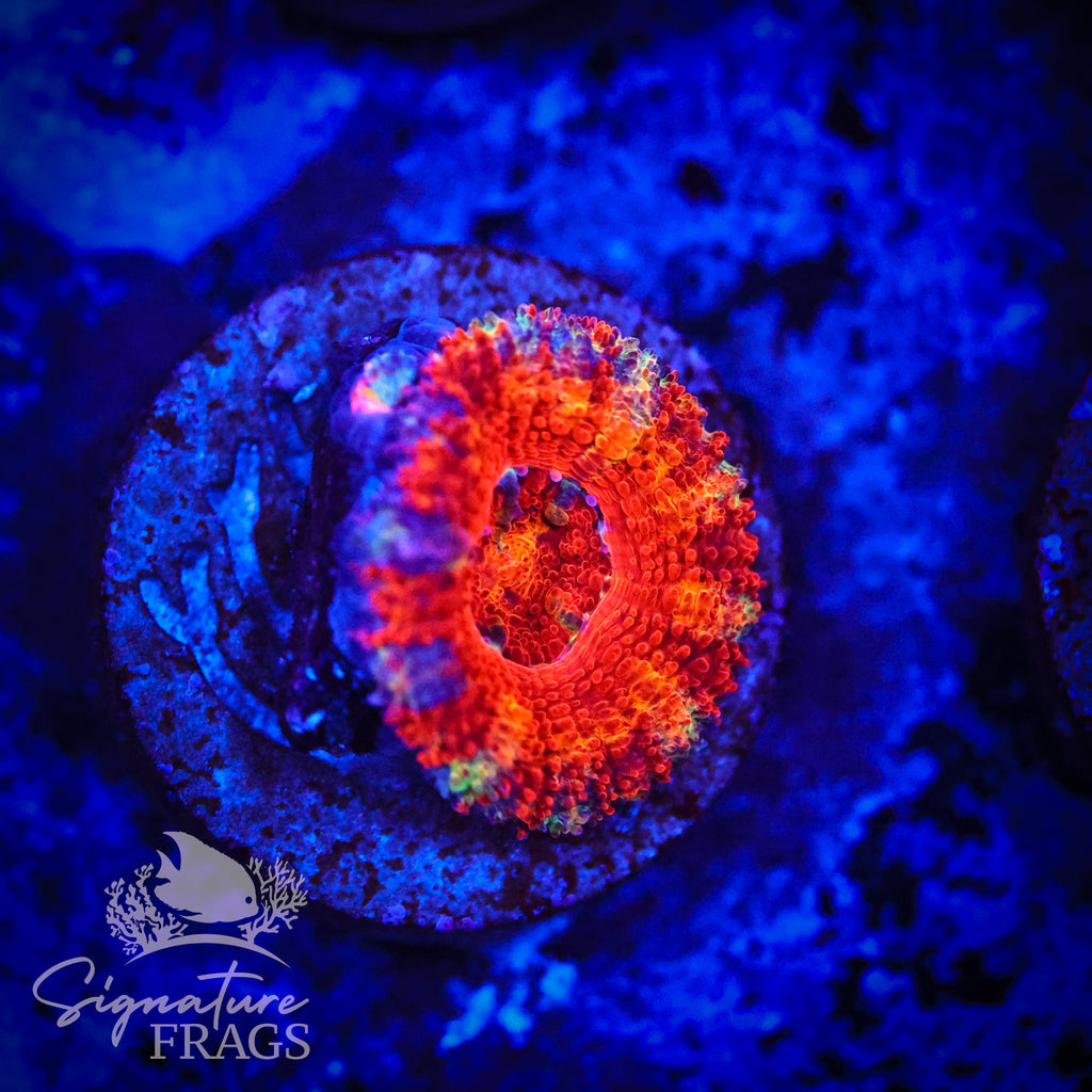 Graffiti Rainbow Micromussa Lord (Acan Lord)