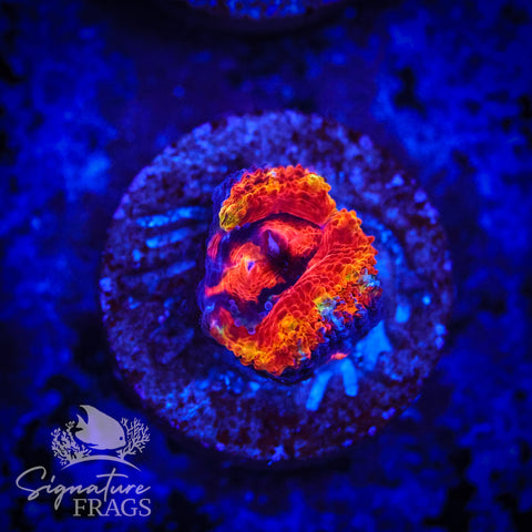 Graffiti Rainbow Micromussa Lord (Acan Lord)