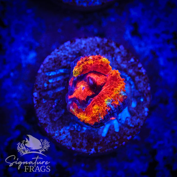 Graffiti Rainbow Micromussa Lord (Acan Lord)