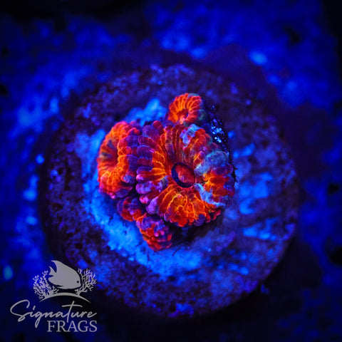 Graffiti Rainbow Micromussa Lord (Acan Lord)