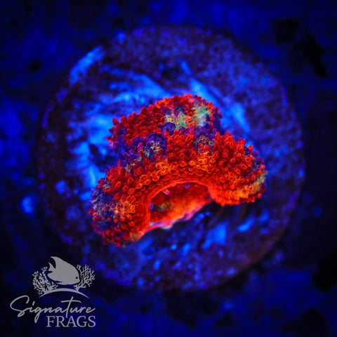 Graffiti Rainbow Micromussa Lord (Acan Lord)