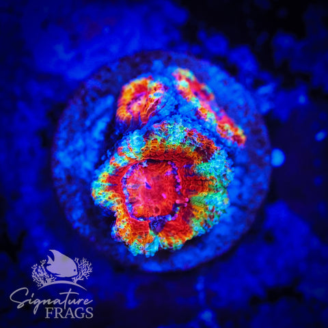 Graffiti Rainbow Micromussa Lord (Acan Lord)