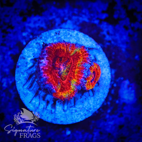 Graffiti Rainbow Micromussa Lord (Acan Lord)